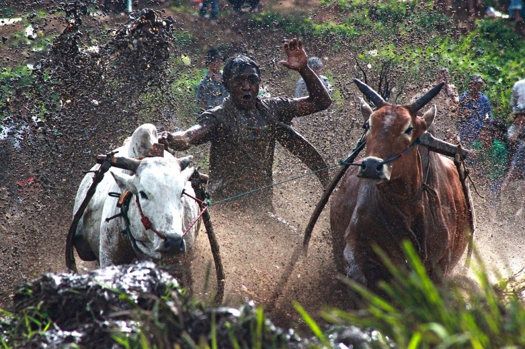 Pacu Jawi Di Minangkabau