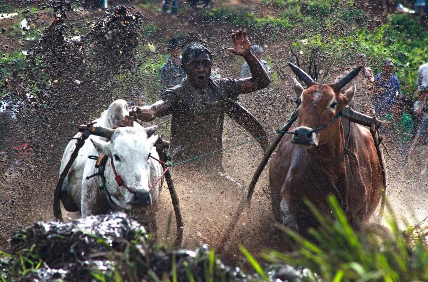  Pacu Jawi Di Minangkabau, Tradisi Awal Mula